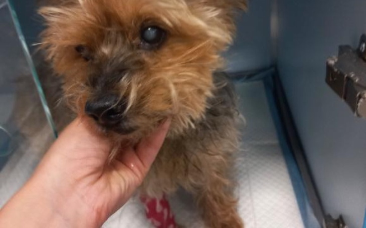 Zbiórka Na ratunek dla Kubusia - zdjęcie główne