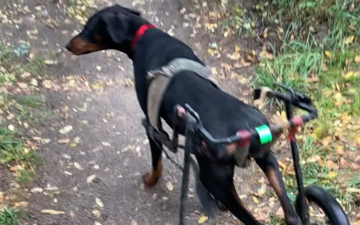 Zbiórka Na wózek dla adopciaka - zdjęcie główne