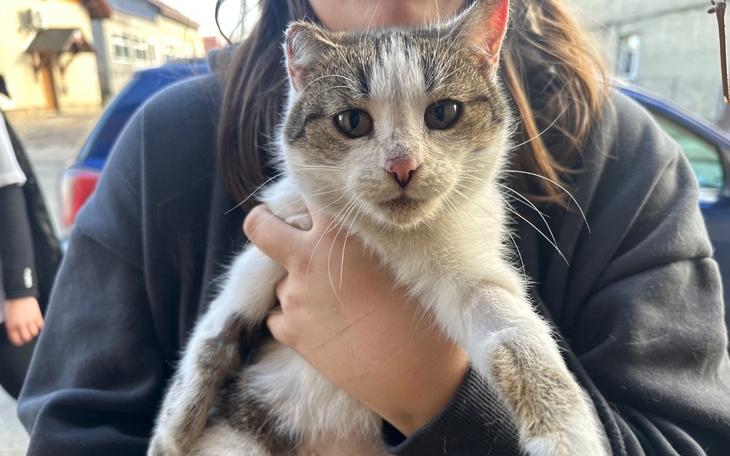 Kot trzymany na rękach, wygląda na zdrowego i szczęśliwego.