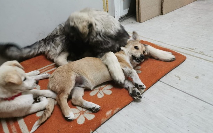 Zbiórka Kosowo - piekło dla psów - zdjęcie główne