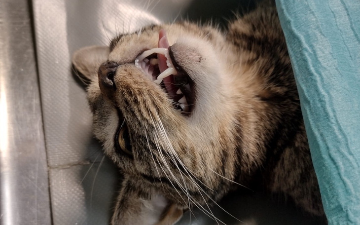 Kot z otwartą paszczą, wygląda na zaskoczonego.