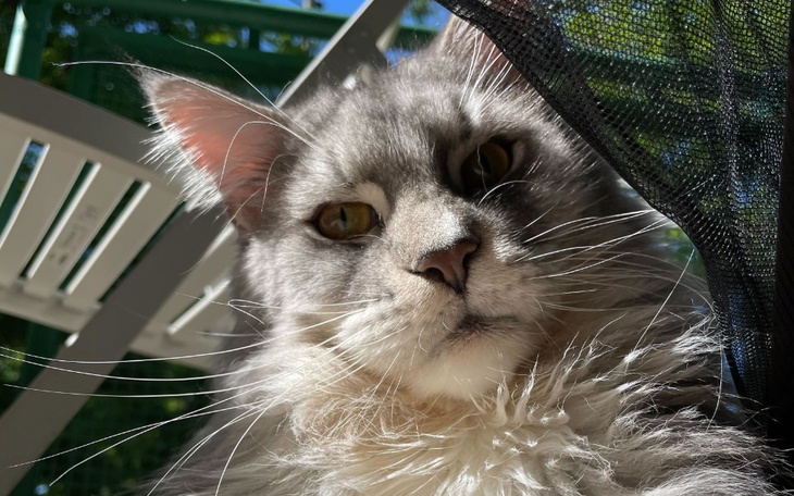 Zbiórka Rysiek będzie zdrowy - zdjęcie główne