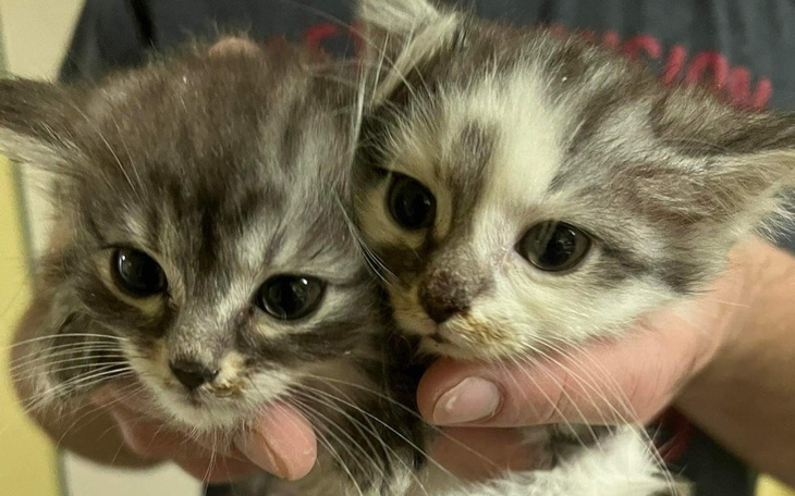 Dwa małe kotki trzymane w rękach, z wyrazistymi oczami.