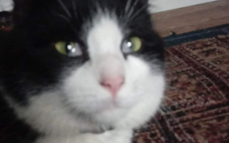 Zbiórka Leczenie chorego kotka Lucka - zdjęcie główne