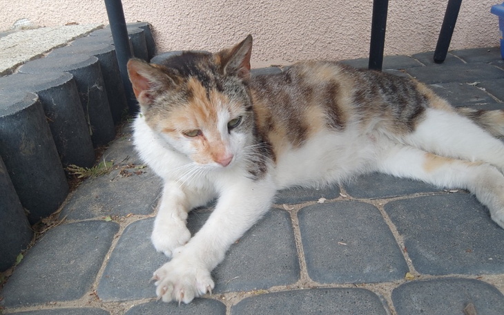 Zbiórka Sterylizacja ciężarnej kotki - zdjęcie główne