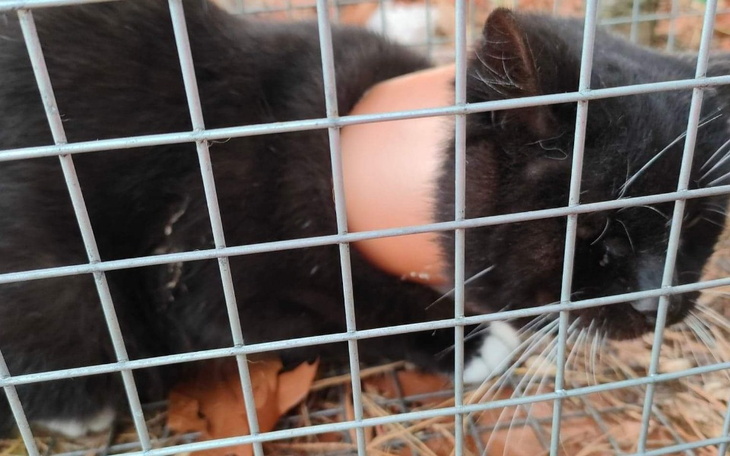 Zbiórka Pogotowie dla bezdomniaków - zdjęcie główne