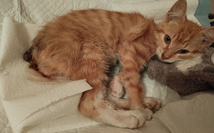 Zbiórka Ludwiczek błaga o pomoc - zdjęcie główne