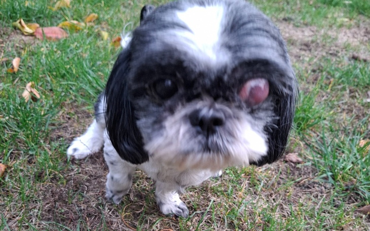 Zbiórka Operacja enukleacja oczka Tosi - zdjęcie główne