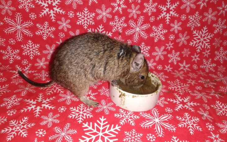 Zbiórka Grudzień u Kociary - zdjęcie główne