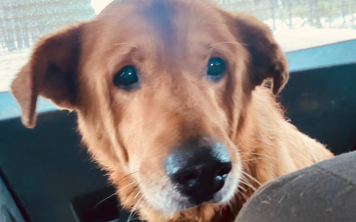 Złoty pies z wyrazistymi oczami, siedzący w samochodzie.