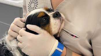 Zbiórka Dla Charliego - miniaturka zdjęcia