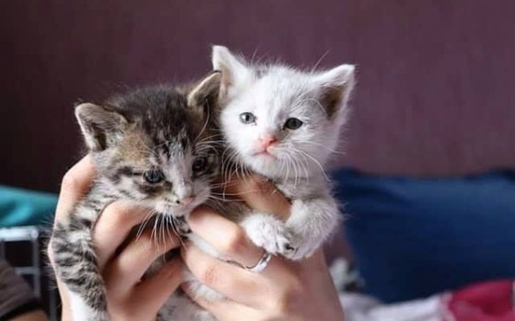 Zbiórka Jesteśmy w sytuacji kryzysowej - zdjęcie główne