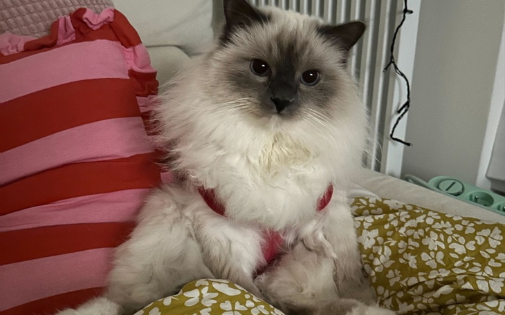 Dwa czarne psy w schronisku, z wyczekującymi spojrzeniami.