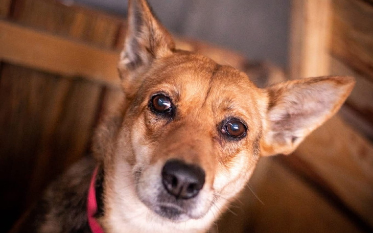 Pies z wyrazem przyjaznym, patrzący w obiektyw.