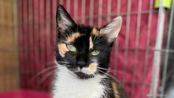 Zbiórka Trufla dostała szansę na życie - miniaturka zdjęcia