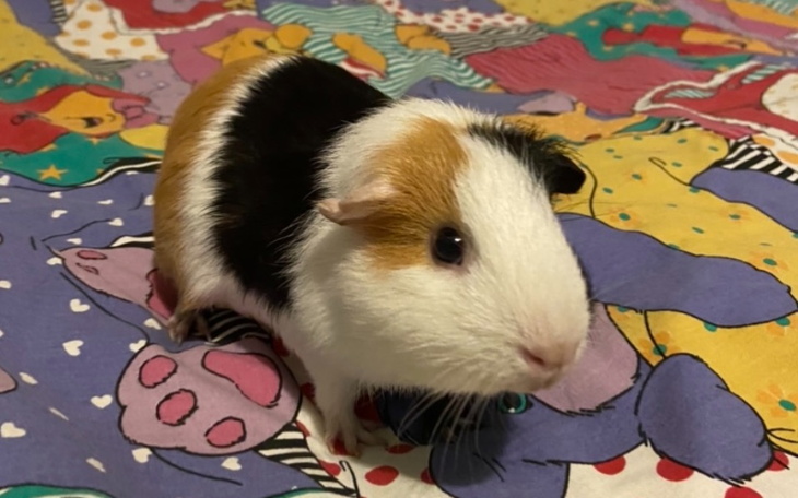 Zbiórka Na wyposażenie dla świnki morski - zdjęcie główne