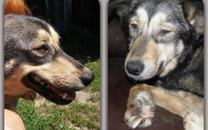 Zbiórka Pomocy!! Myszka gasnie . - zdjęcie główne