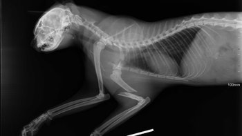 Zbiórka Kot Pakuś operacja - miniaturka zdjęcia