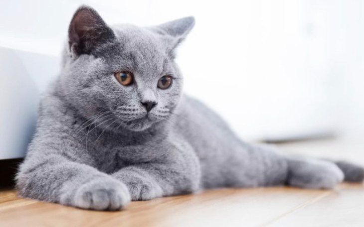 Zbiórka Zbieram na przyszłego kotka - zdjęcie główne