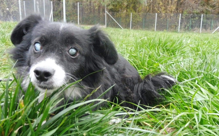 Zbiórka Na transport psów ze schroniska. - zdjęcie główne