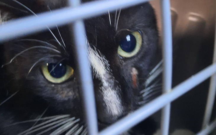 Zbiórka Sterylizacje kotów - zdjęcie główne