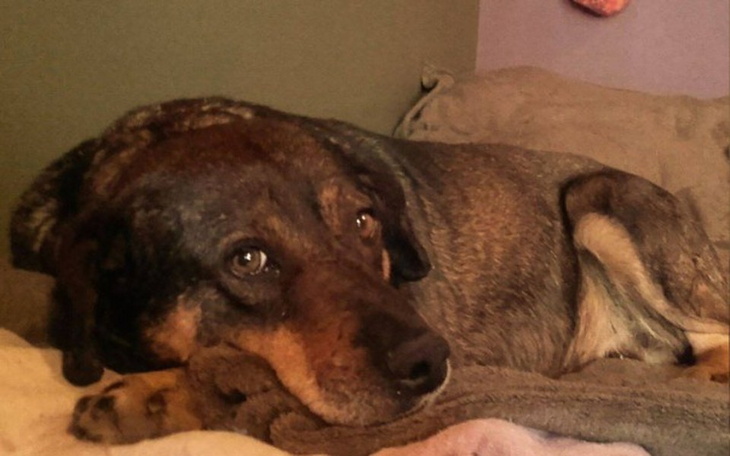 Zbiórka Operacja okulistyczna Hektora - zdjęcie główne