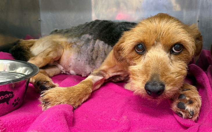 Chory pies w schronisku, leżący na różowym kocu.