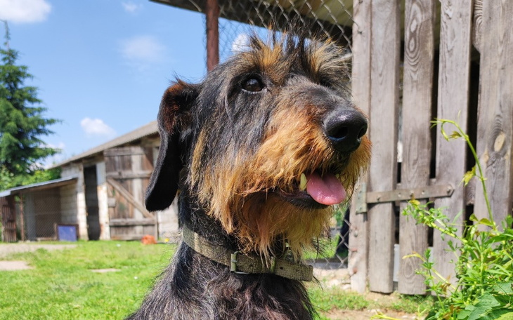 Zbiórka Pomóż Batonowi Stanąć na Łapy - zdjęcie główne