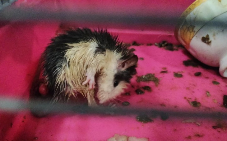 Jeż w klatce, z brudnym futrem, w różowym otoczeniu.