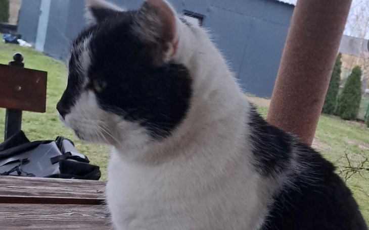 Czarny i biały kot, siedzący na zewnątrz.