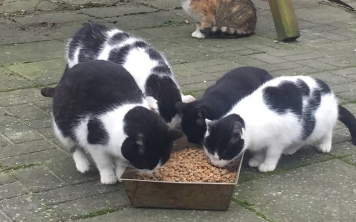 Zbiórka Koty z Firmy - zdjęcie główne