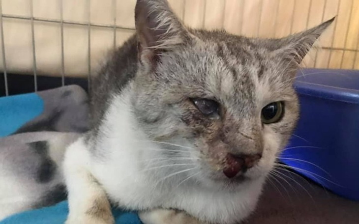 Zbiórka Pomóż uratować kocurka Alwaro... - zdjęcie główne