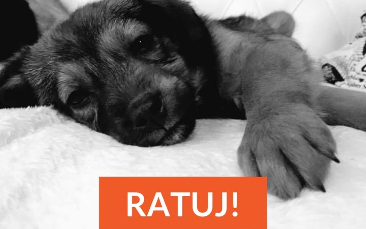 Zbiórka Po latach zawiedliśmy zwierzęta - zdjęcie główne