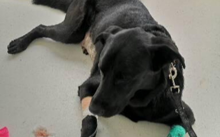 Zbiórka Buddy w ciężkim stanie - zdjęcie główne