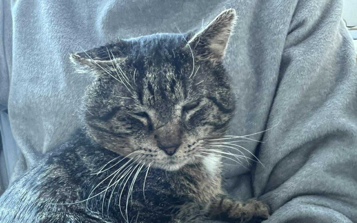 Kot śpiący na rękach właściciela.