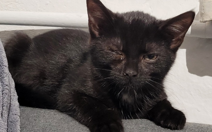 Zbiórka By dalej ratować bezdomniaki - zdjęcie główne