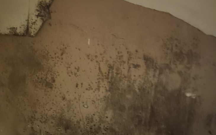 Zbiórka Pomoc w remoncie, grzyba - zdjęcie główne