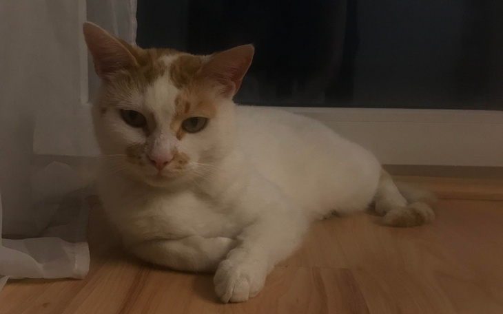 Zbiórka Pomoc dla Zaniedbanego Kota - zdjęcie główne