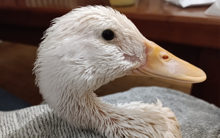 Zbiórka Żeby bieguska mogła biegać. - zdjęcie główne