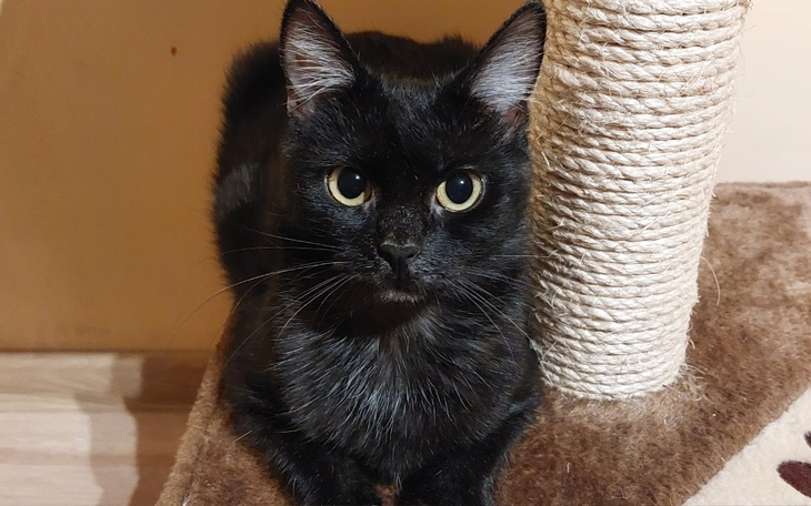 Zbiórka Pomoc w walce o życie Mikuni - zdjęcie główne