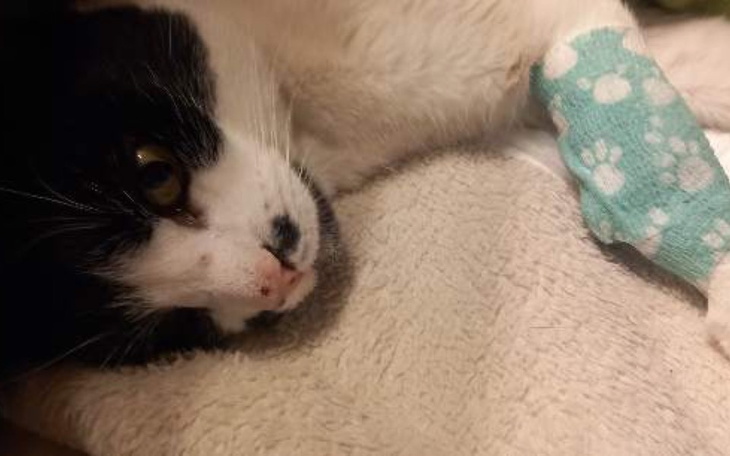 Kot z bandażem na łapie, leżący na miękkim kocu.