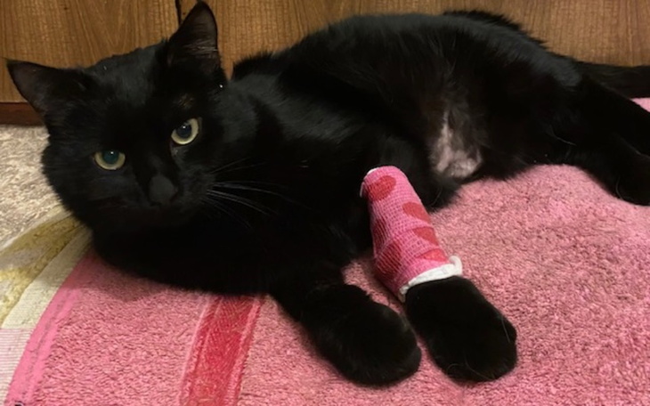 Zbiórka Życie dla Moruska - pomóż proszę - zdjęcie główne