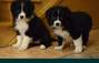 Zbiórka Zbieram na psa border collie - miniaturka zdjęcia