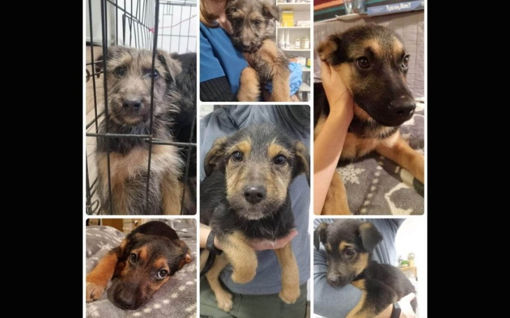 Zbiórka Niechciaki ZbierająNaPrzetrwanie - zdjęcie główne