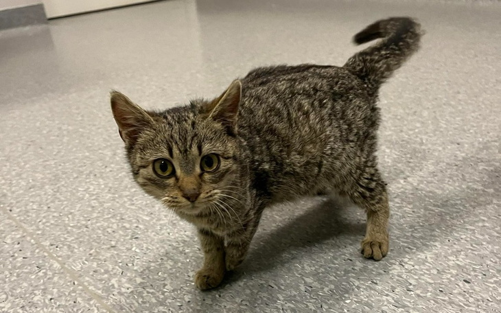 Zbiórka Borówka - amputacja łapki - zdjęcie główne