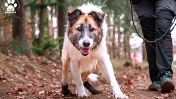 Zbiórka Pomóż kulejącym zwierzętom! - miniaturka zdjęcia