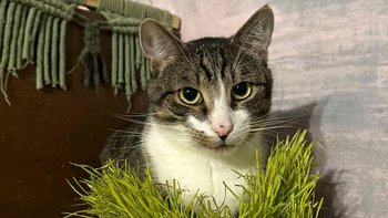 Zbiórka Ratujemy Koty - miniaturka zdjęcia