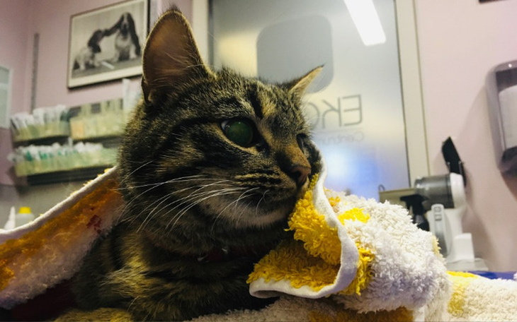 Zbiórka Dla Dolara - zdjęcie główne