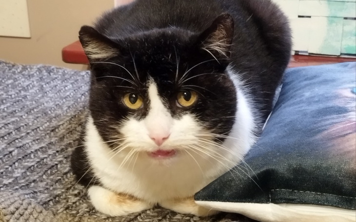 Zbiórka Leczenie Dzikuna - zdjęcie główne