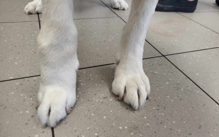 Zbiórka Na ortezę i leczenie Taysona - zdjęcie główne